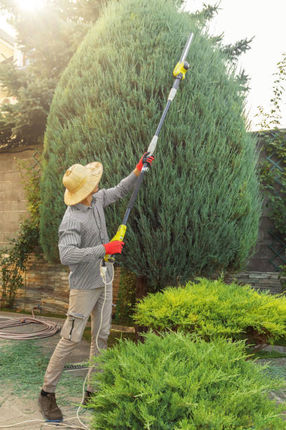 Best Fruit Tree Pruning  in Clinton, WI